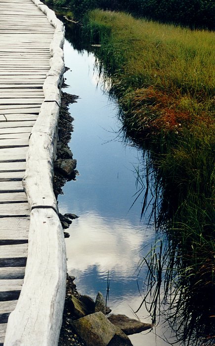 Krkonoše - rašeliniště